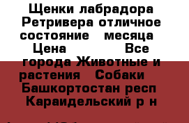 Щенки лабрадора Ретривера отличное состояние 2 месяца › Цена ­ 30 000 - Все города Животные и растения » Собаки   . Башкортостан респ.,Караидельский р-н